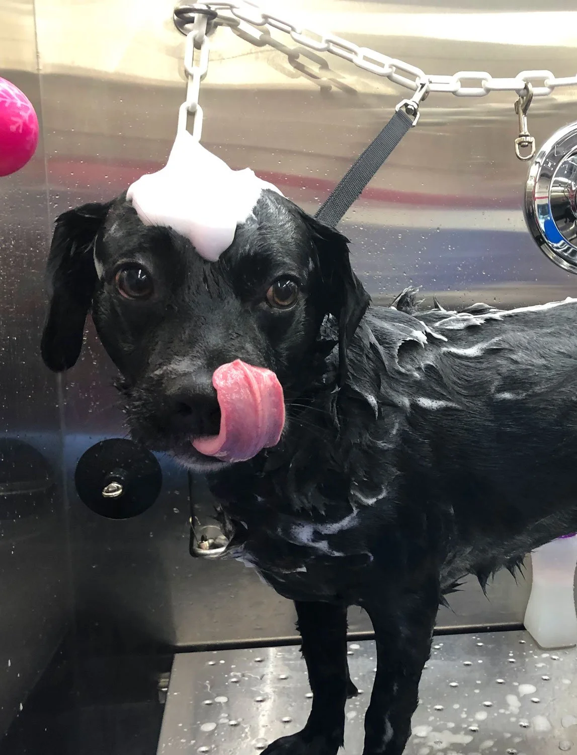 short haired black dog getting a bath in leander, texas in a mobile grooming salon