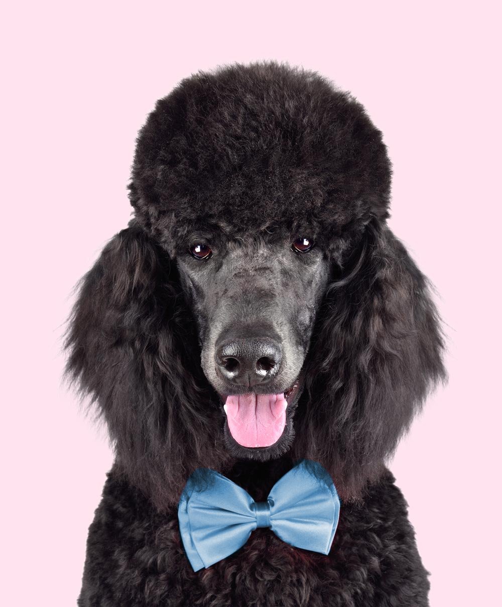 Black standard poodle just groomed