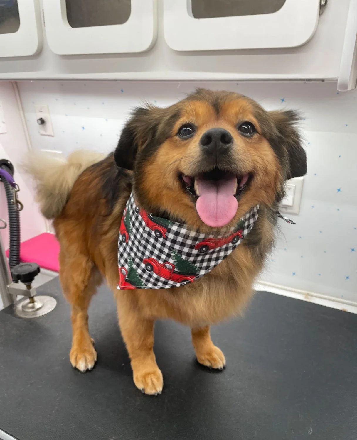 Mix Breed pup wearing a bandana after bath