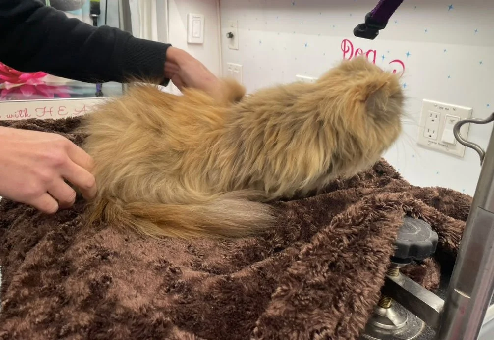 cat being brushed in mobile grooming van n leander texas