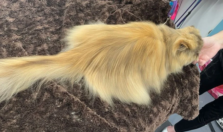Yellow cat on brown towel in mobile grooming van in Leander Texas