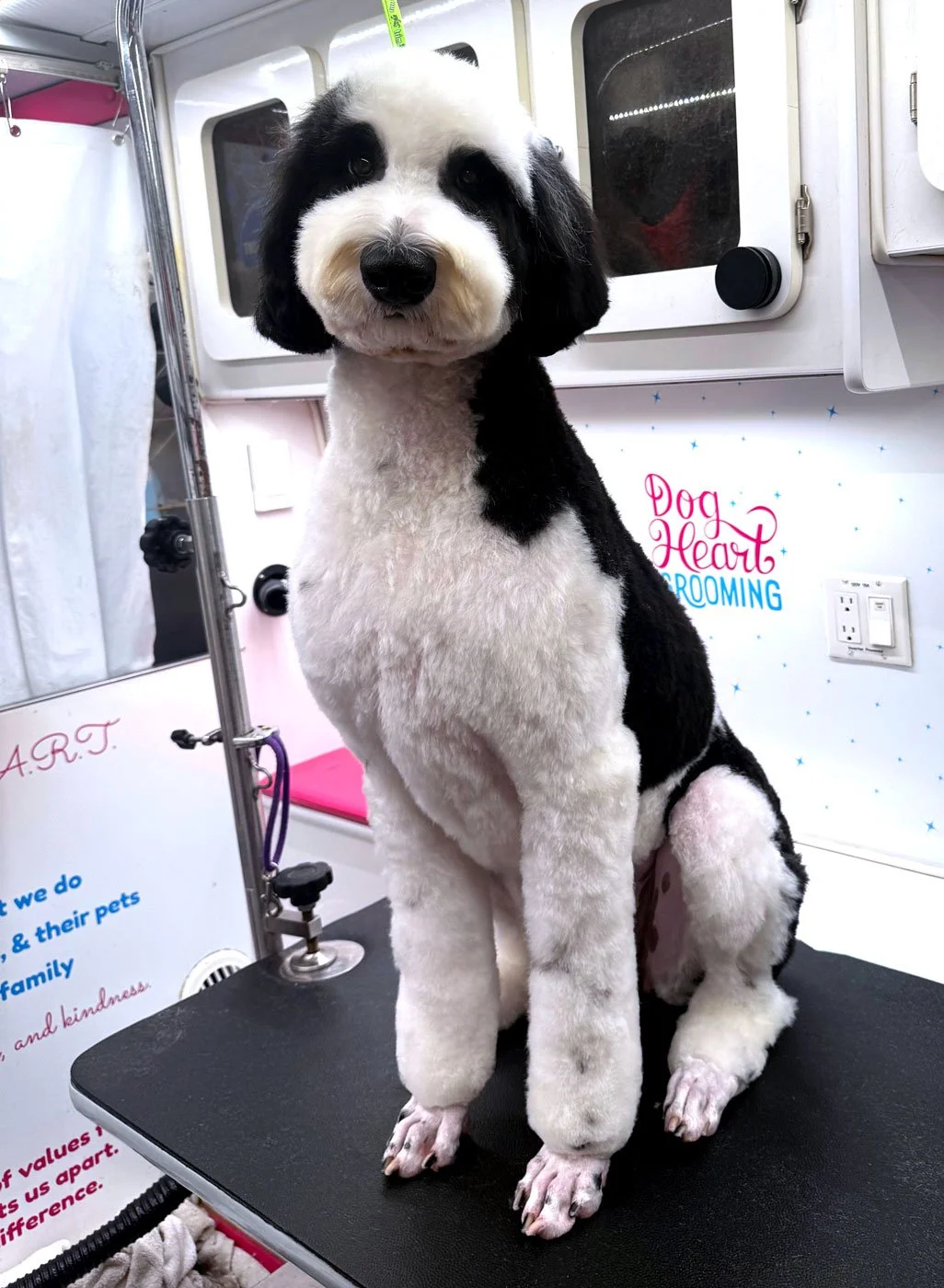 doodle with a fresh puppy cut from mobie groomers dog heart grooming in leander texas
