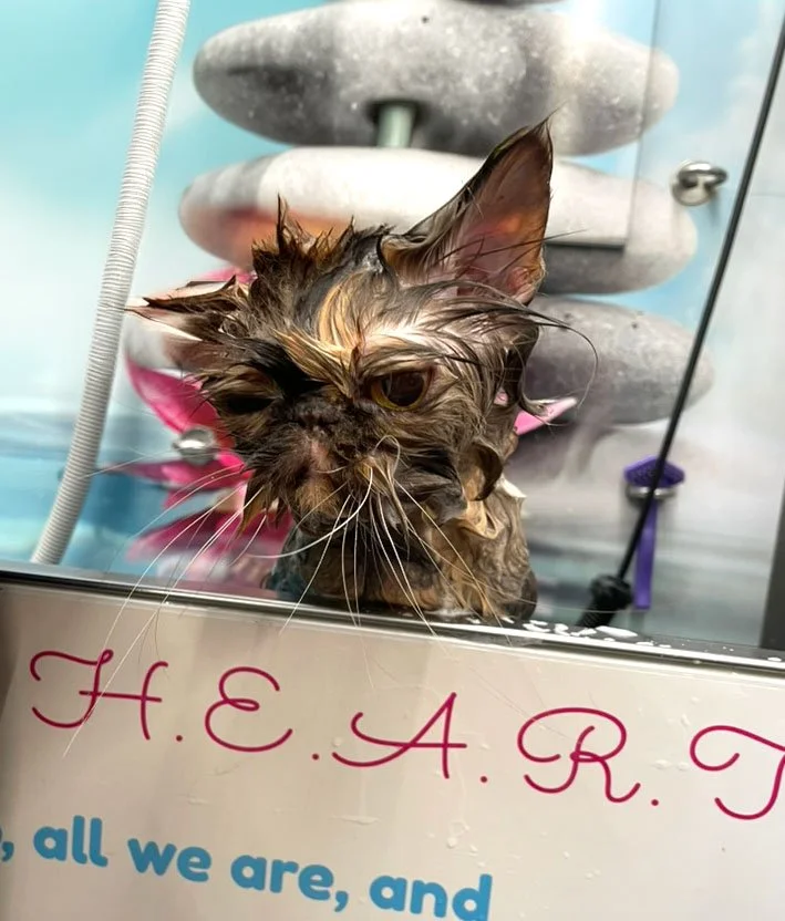 wet cat in mobil bath in dog heart grooming  van