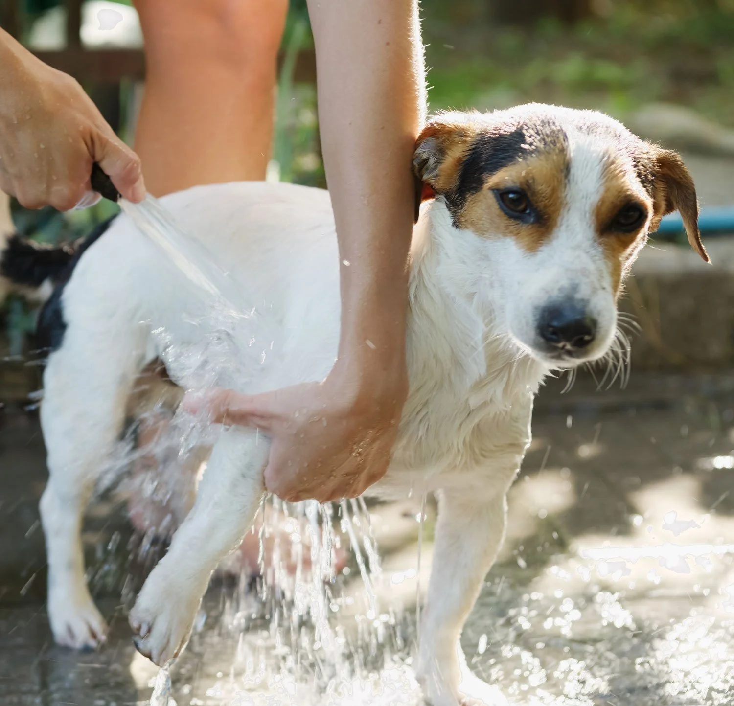 jack russel terrrier being bathed outside in Leander texas