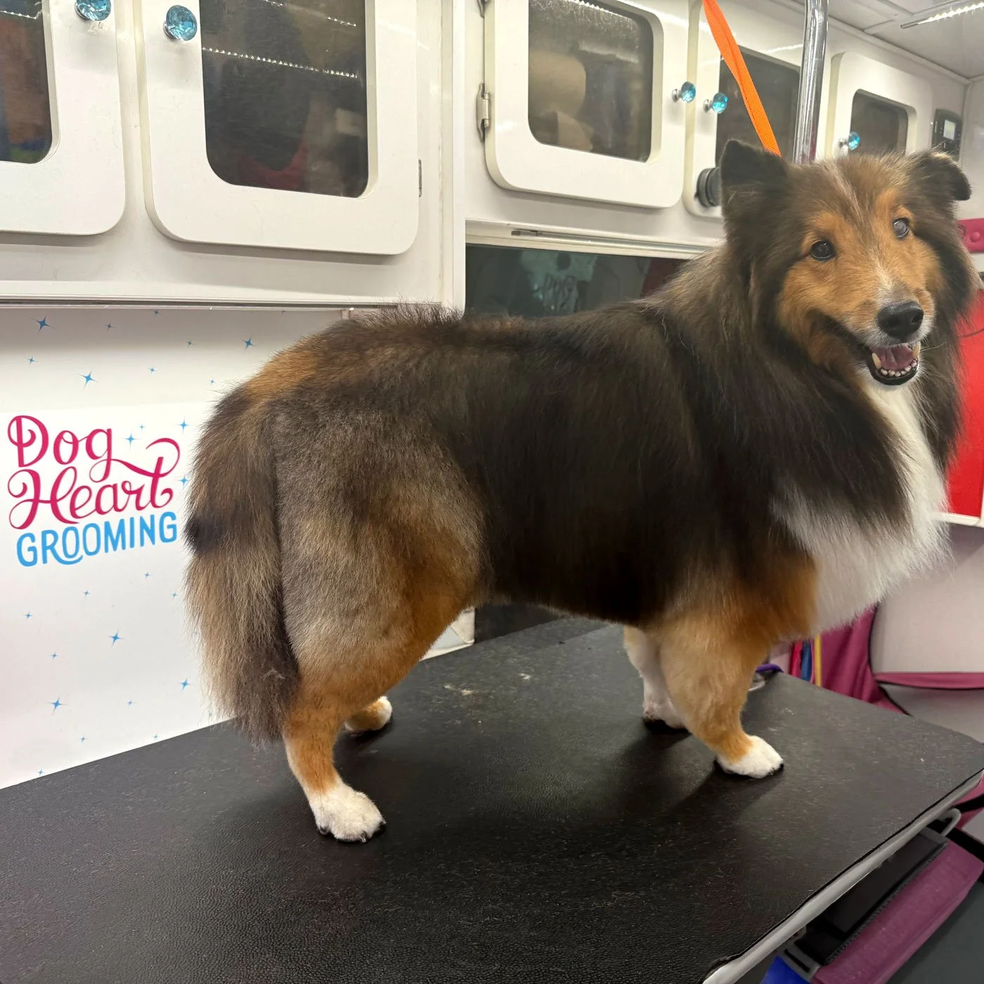 Shetland sheep dog in mobile grooming van in cedar park after groom