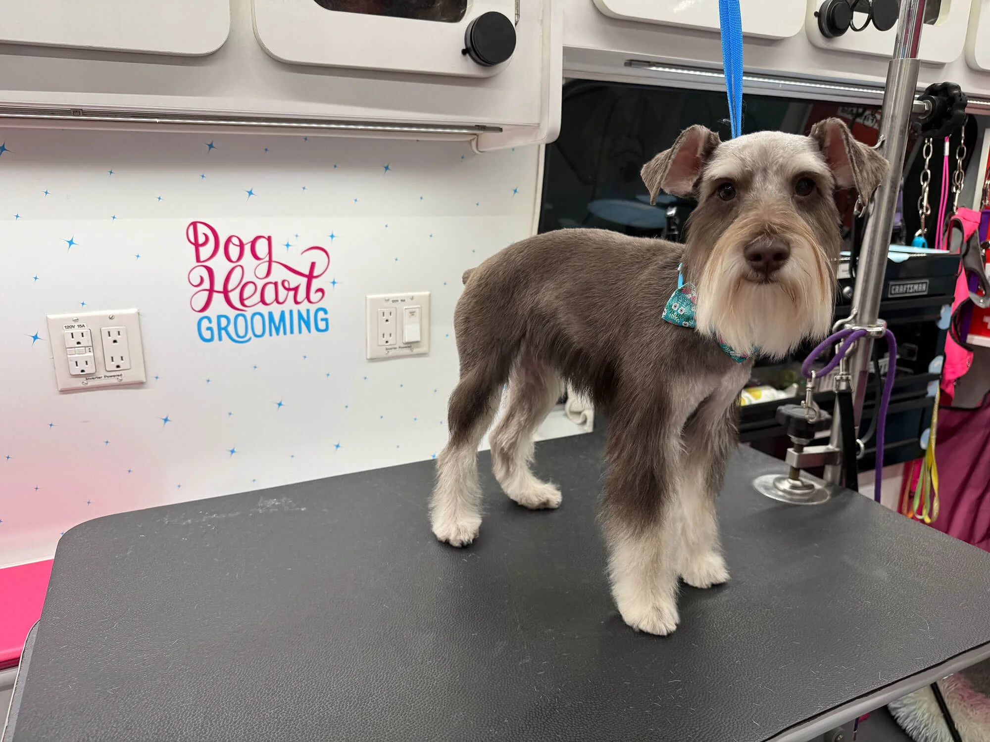 Schnauzer just groomed standing on tabile in mobile grooming van