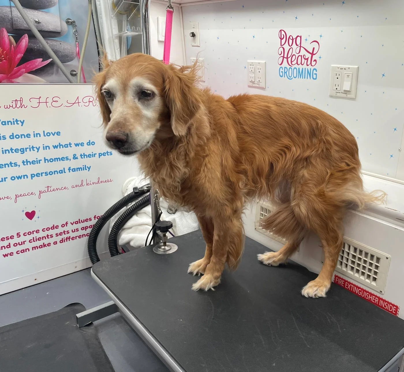 Golden Retriever before bath