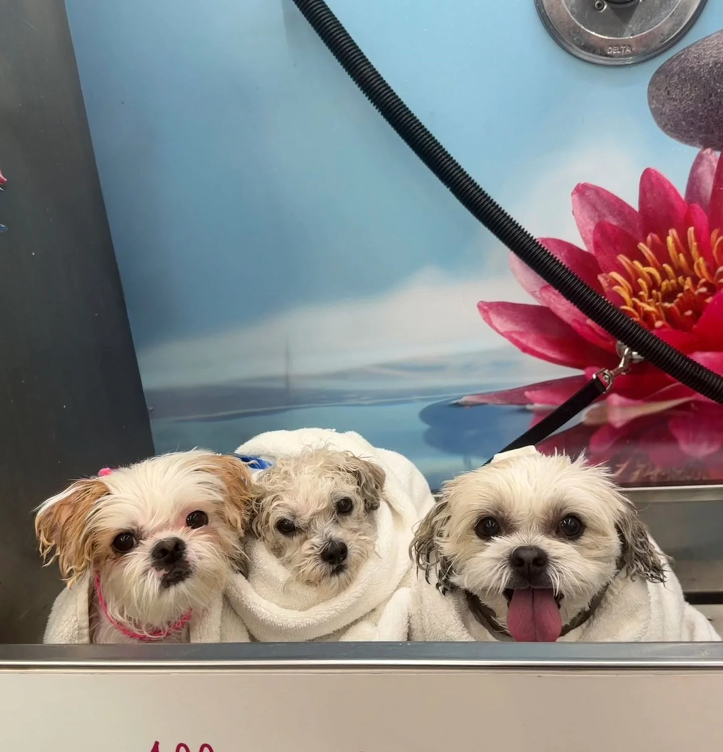 three malteses wrapped in towels in dog heart grooming mobile van