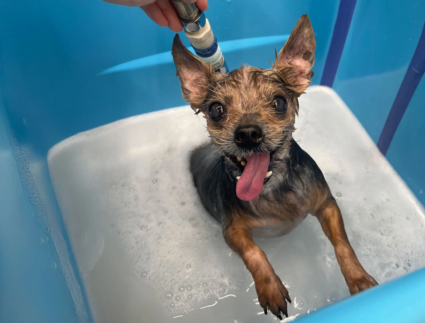 yorkie in micro bubble bath using thera clean technology to improve skin and coat