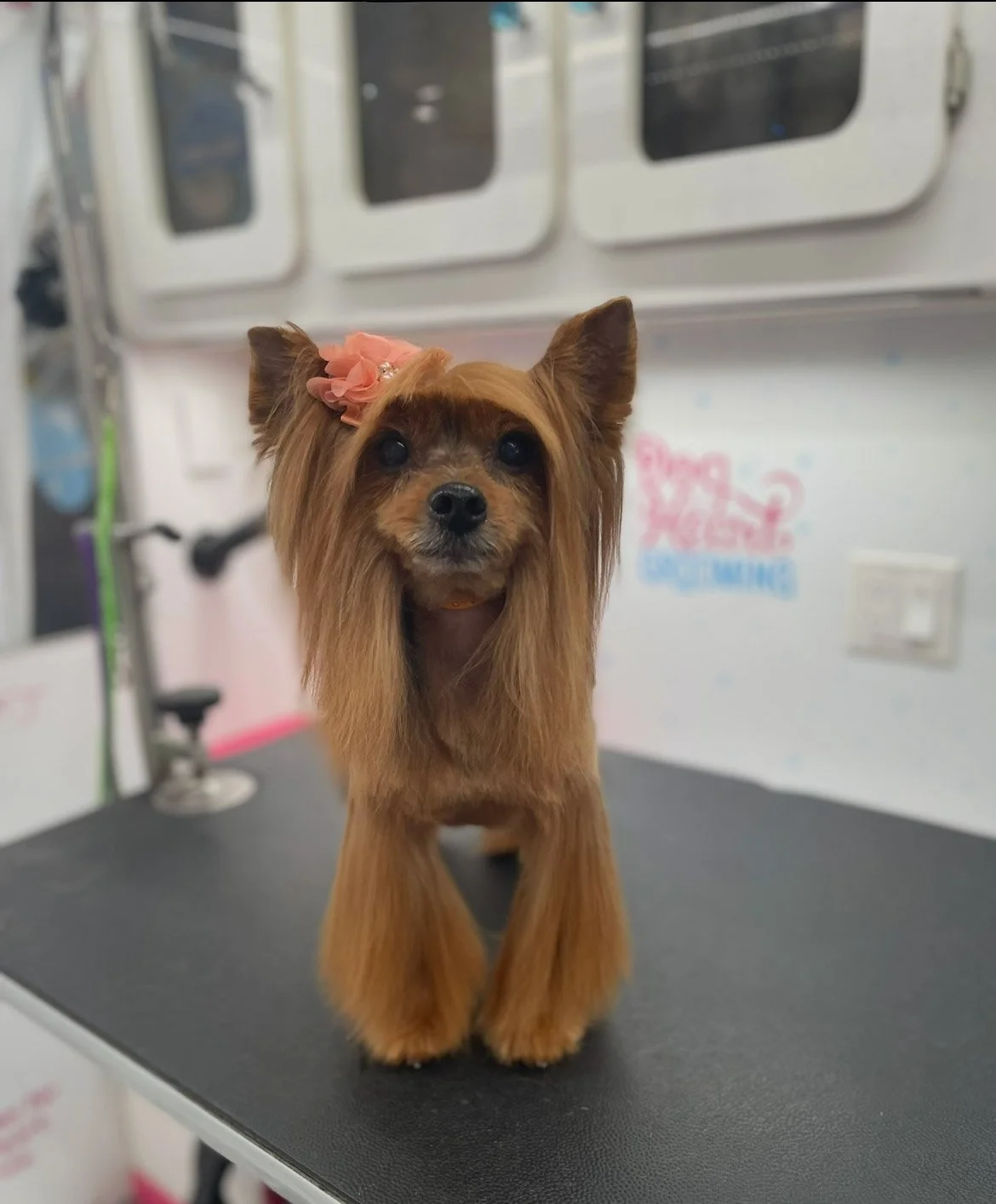 Recently groomed Yorkshire terrier in Betram TX