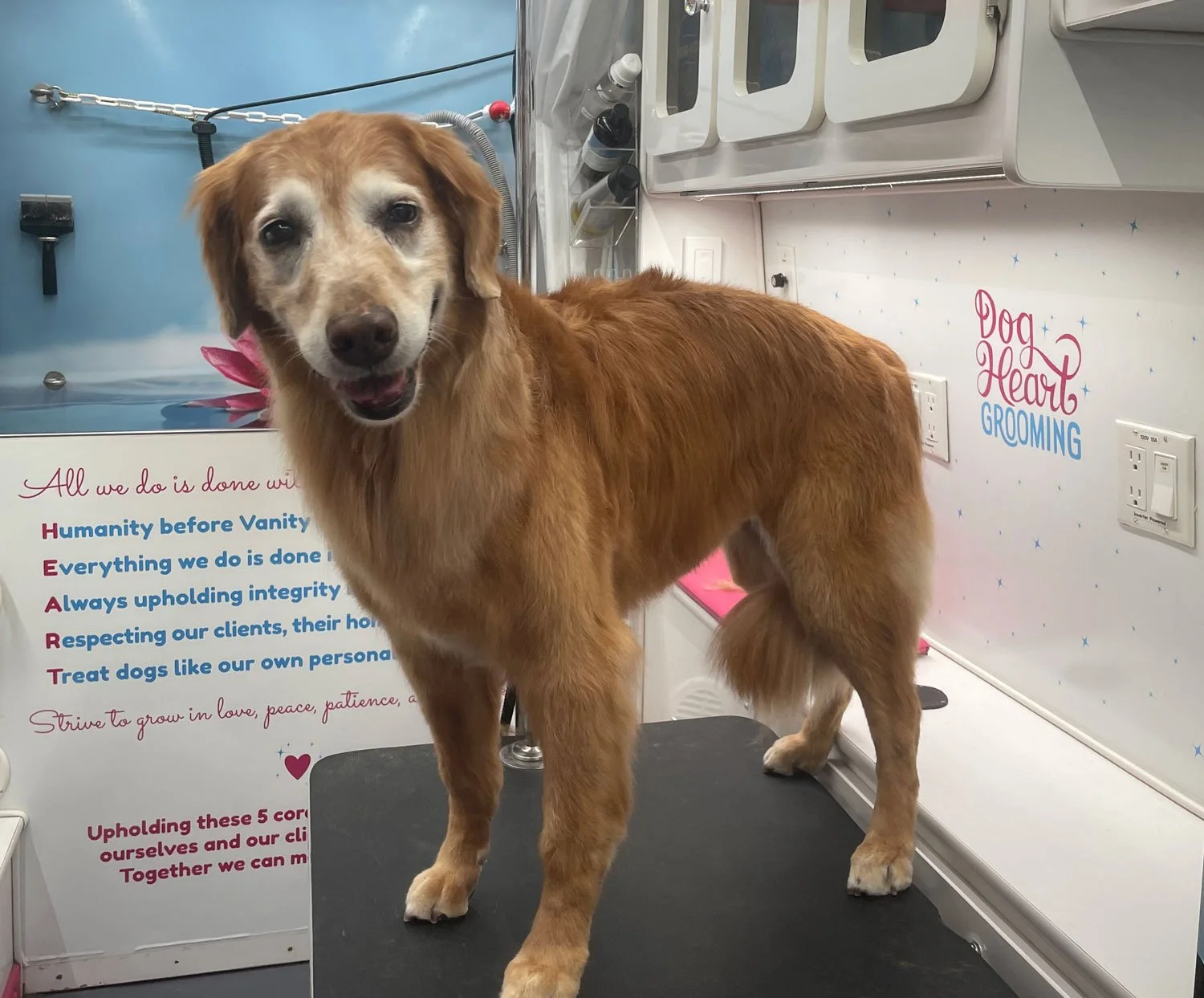 golden retriever after mobile bath