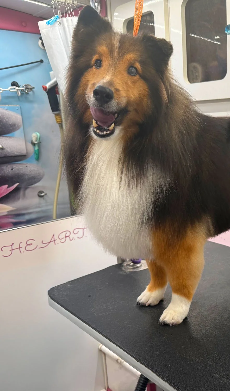 mobile dog haircut of a sheltie in Lago Vista