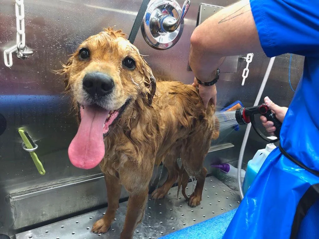 golden retriever being bathed in mobile grooming van in leander texas