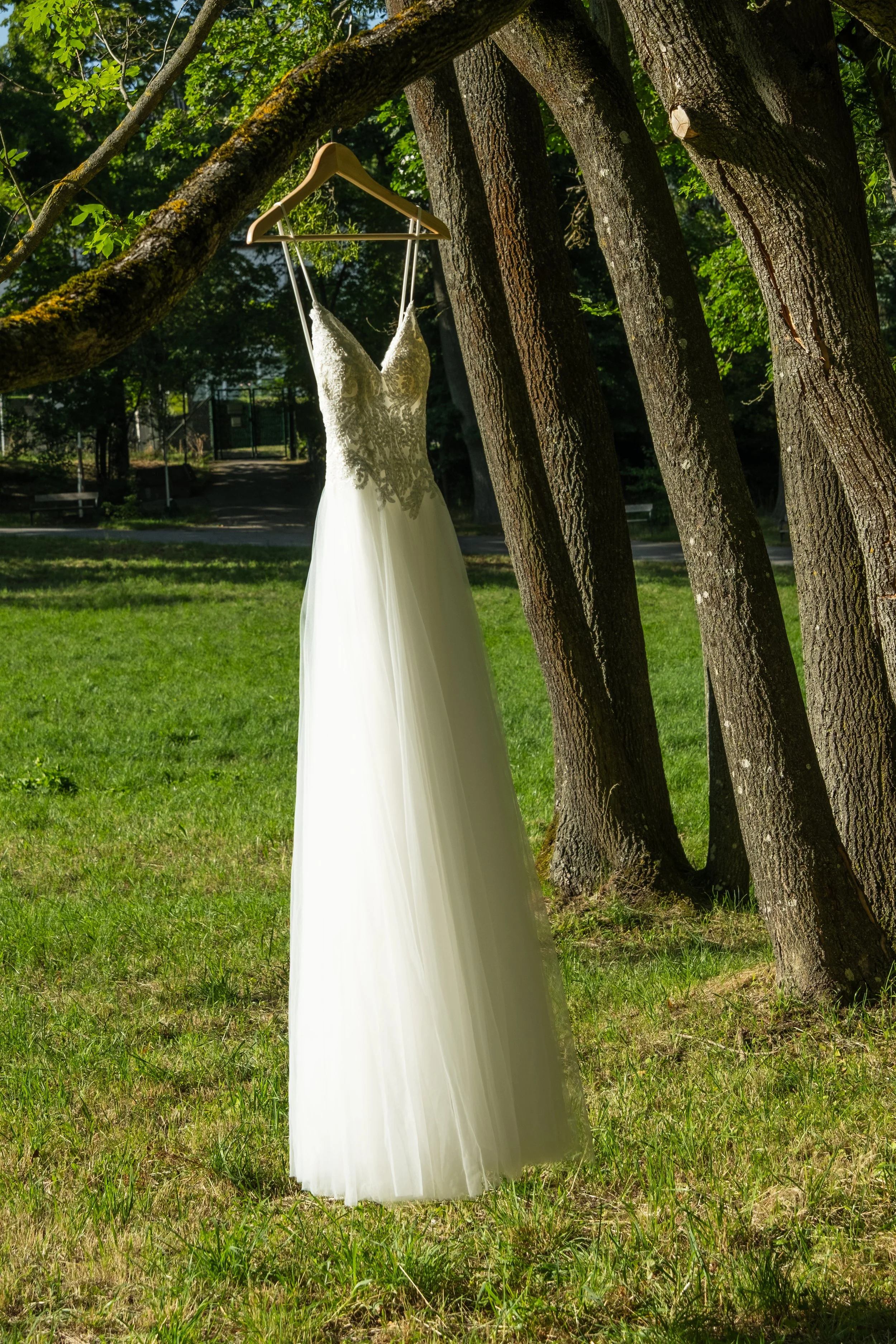 A white wedding dress hanging from a tree branch in a park-like setting with green grass and trees in the background.