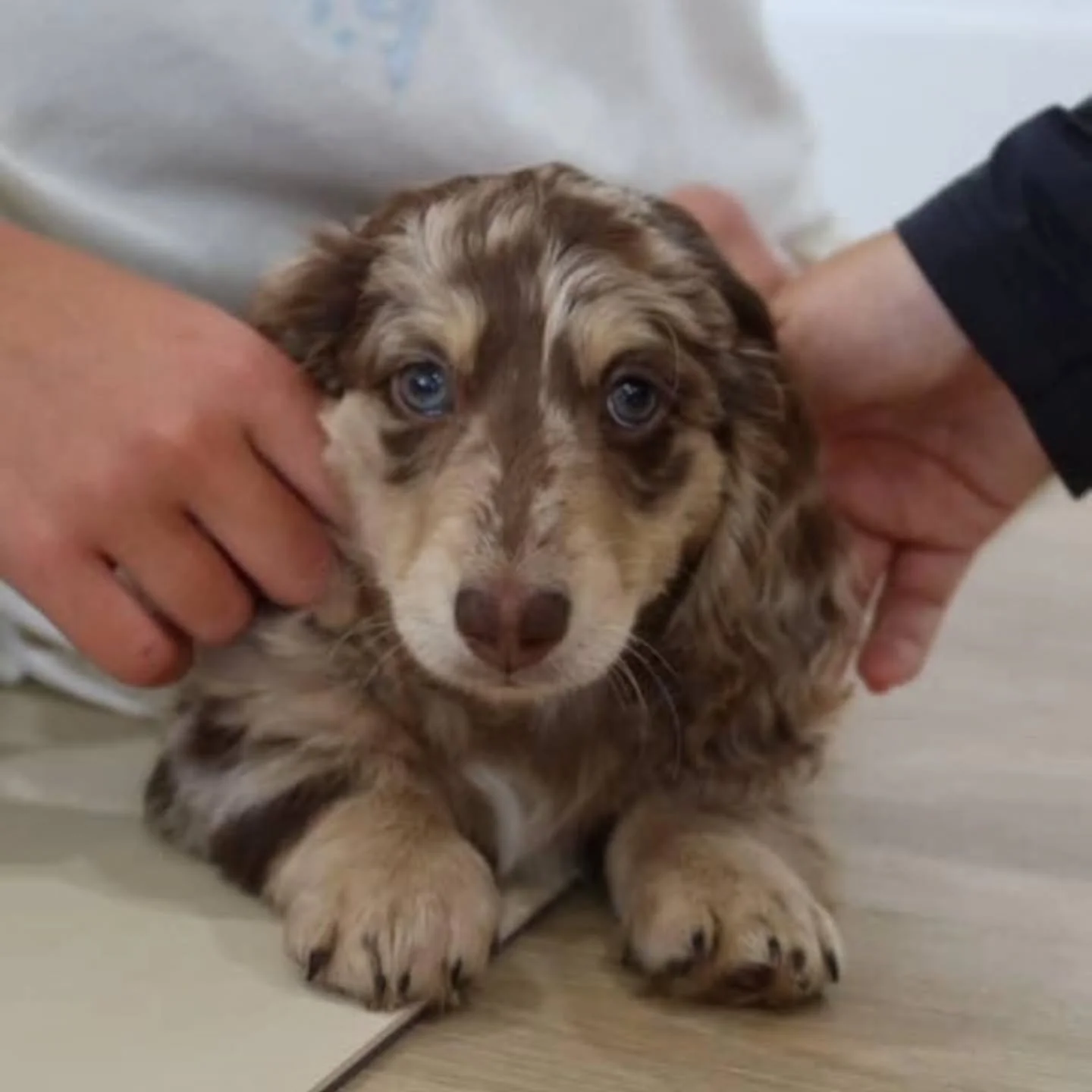 ITS OFFICIAL!
PHOENIX IS STAYING HERE AT MISTY MEADOWS YA 💙🙂

Just as we thought our line up of studs was complete after retaining Zeus, then came along Phoenix with his luxurious coat and most sweetest affectionate personality.  His little head ti