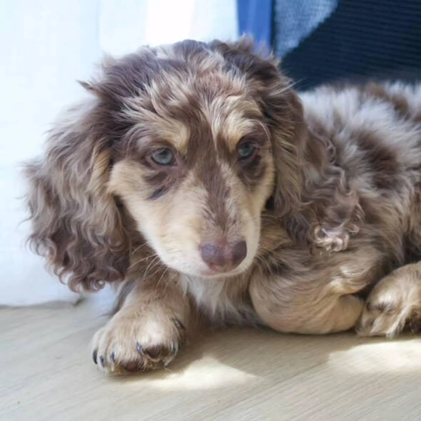 Perfection at its finest!

Just sharing  another gorgeous photo of Phoenix. His cheeky personality shining through &amp; those wavy long ears 💙