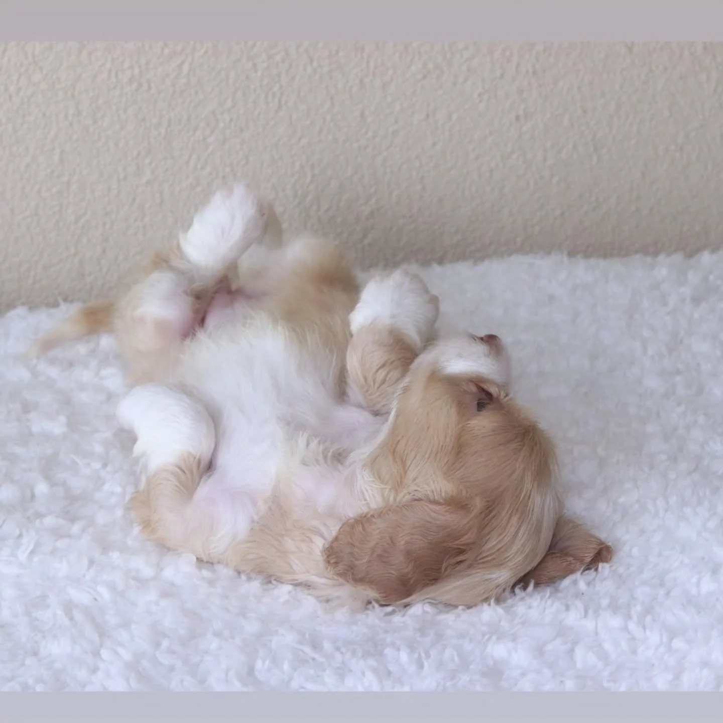 Sneak peak of Molly &times; Marley's beautiful puppies! 
Introducing soon👀💓💙