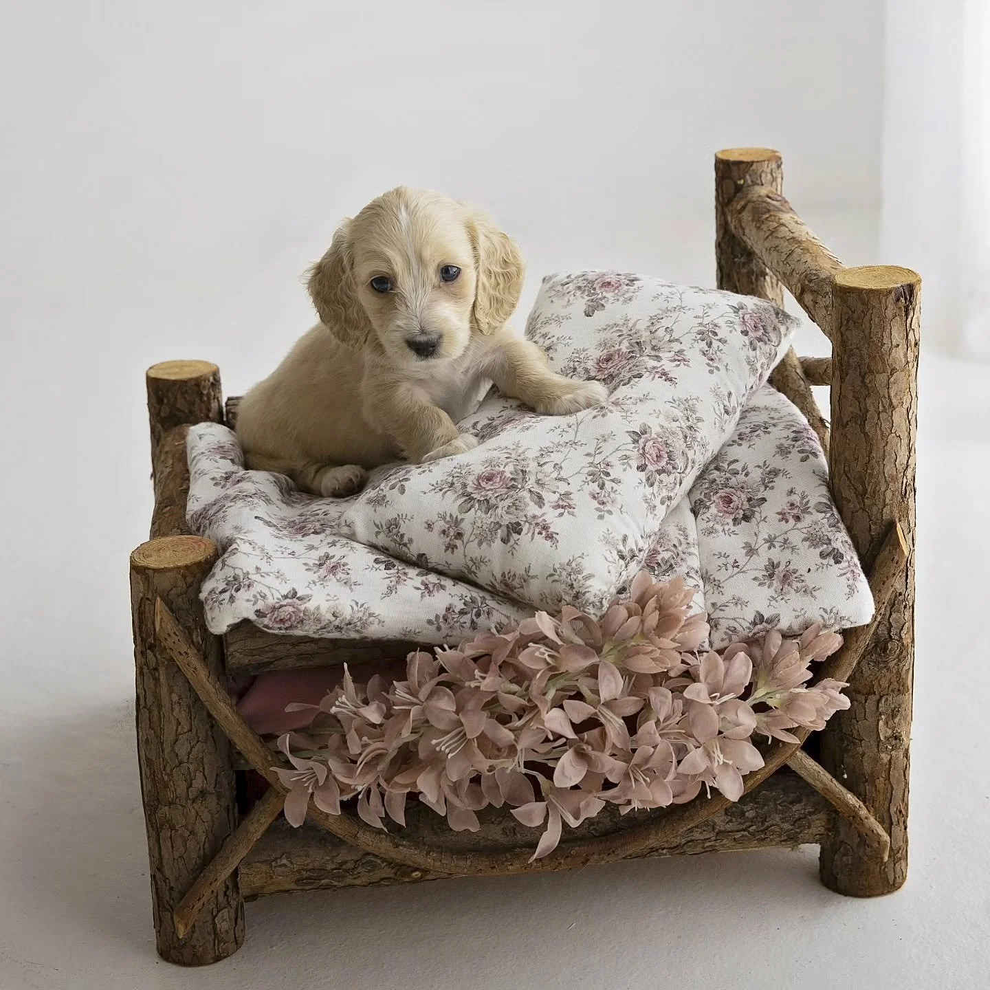 Meet Coda 💙 he is a clear cream boy. Very tiny at 5 weeks old and will be available the end of November. 
He's already starting to follow me around the house .  Very loving little fella.

If you would like to adopt Coda you can go to our rightpaw pa