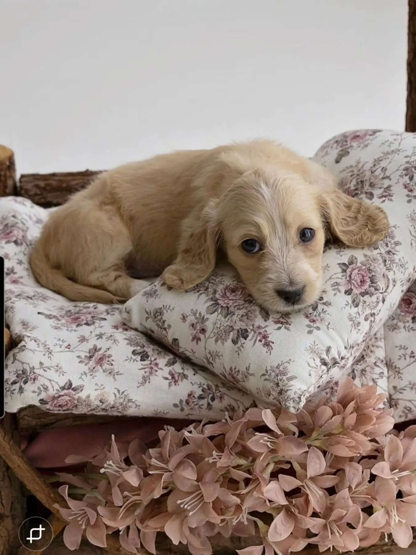 Coda is now AVAILABLE and is ready to find his forever family. 
He is a clear cream with lots of love to bring 💙 . He has been vet checked vaccinated and microchipped. 

Pm us or you can go to our rightpaw page for more details 

#clearcreams 
#Dach