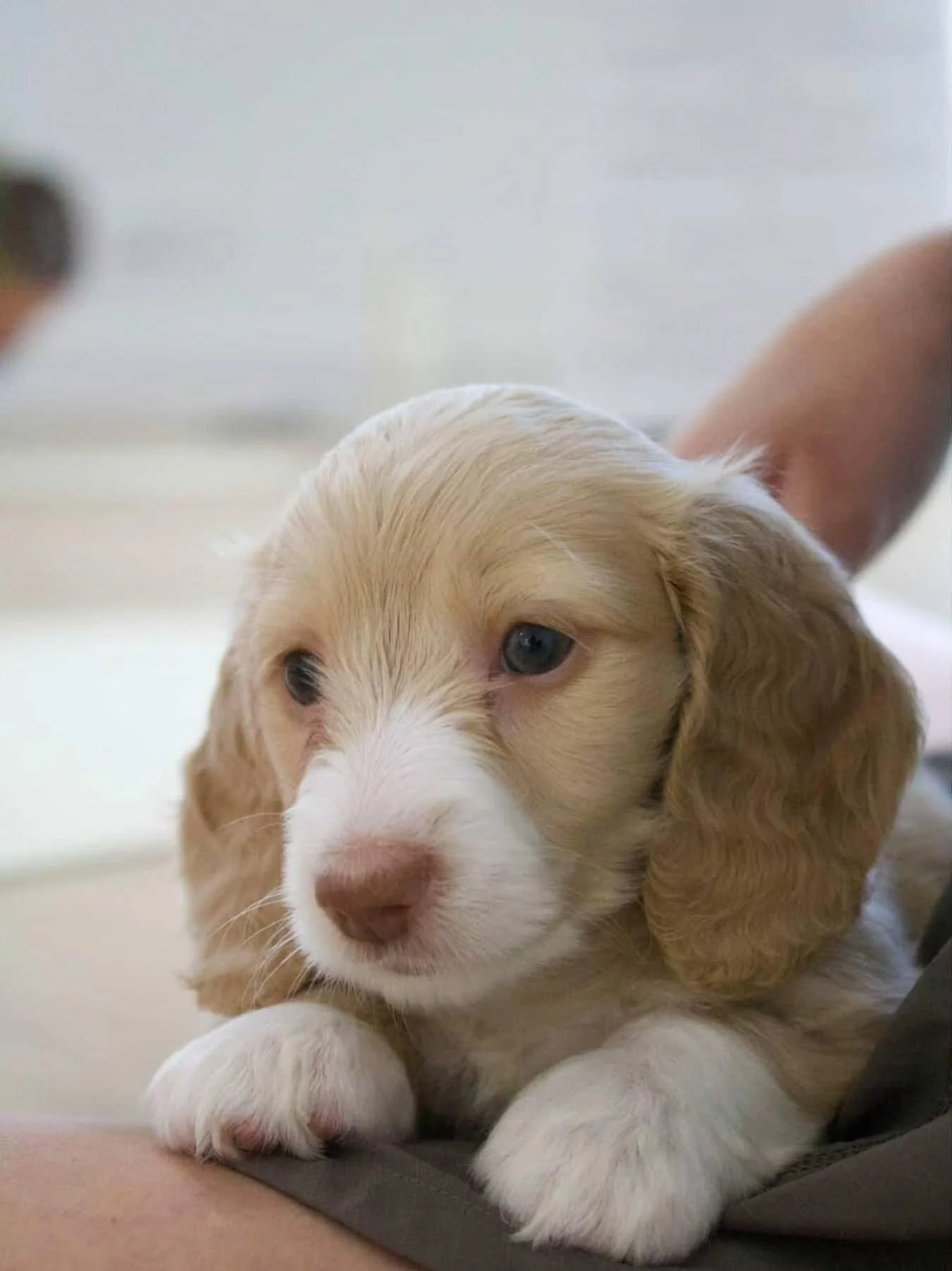 Blossom 🌸 has found her forever home. 
She has gone to an amazing family. 
I could not be happier x
They now have two Misty Meadows puppies 😍