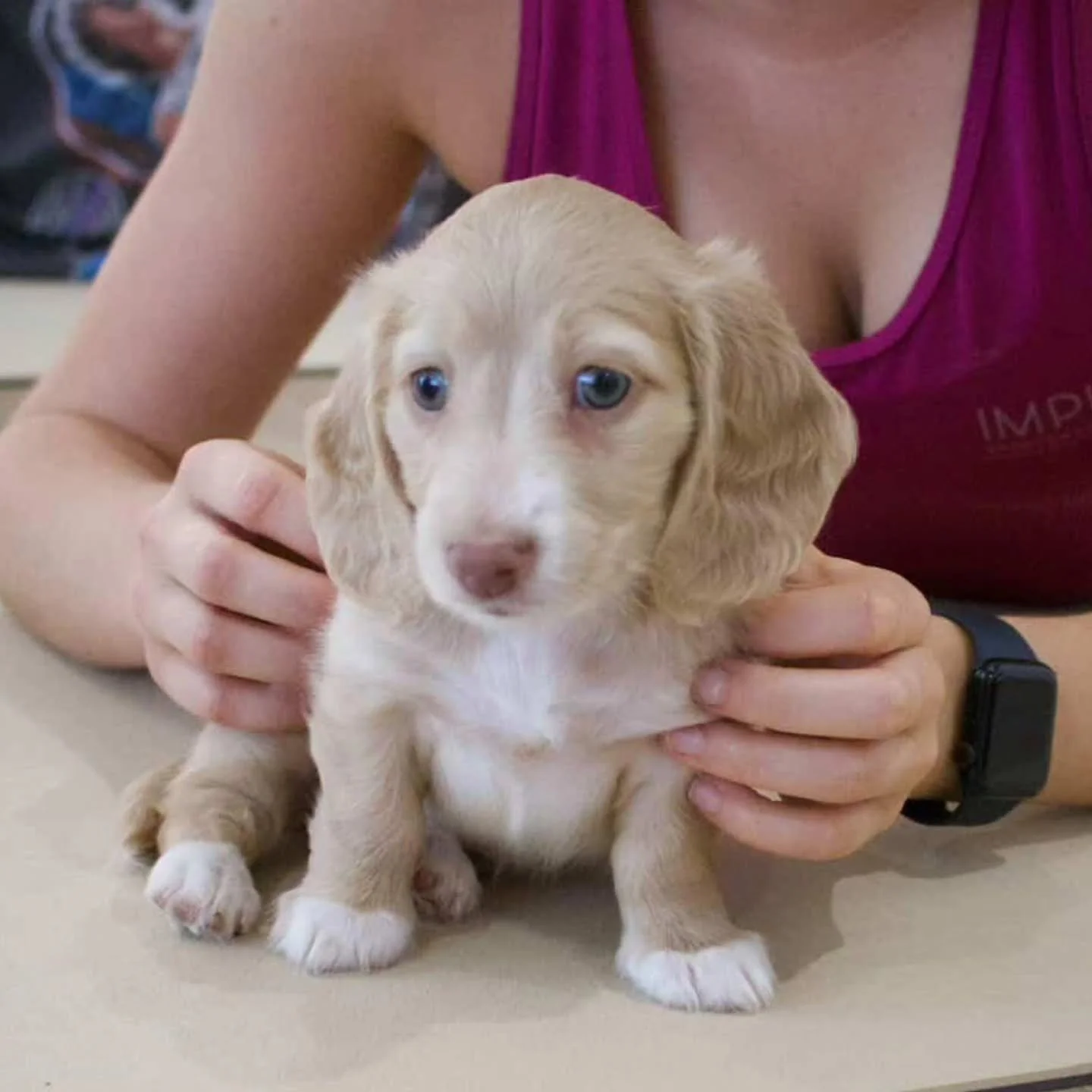 Rose 🌸 is our last female puppy available this year.  She is ready to go to her forever family! She has been vet checked vaccinated and microchipped. 

🌸 Rose is a chocolate based clear cream.
She is a confident puppy with lots of character. 

If y