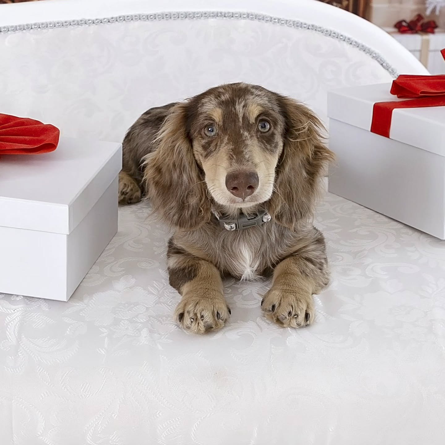 Phoenix would like to wish everyone a Merry Christmas 🎅 

I may have lost my puppy coat but dont worry - I assure you it will develop back into my rich chocolate cream dapple coat i had .  Coming back thicker longer then ever . Can't wait to see 😍 