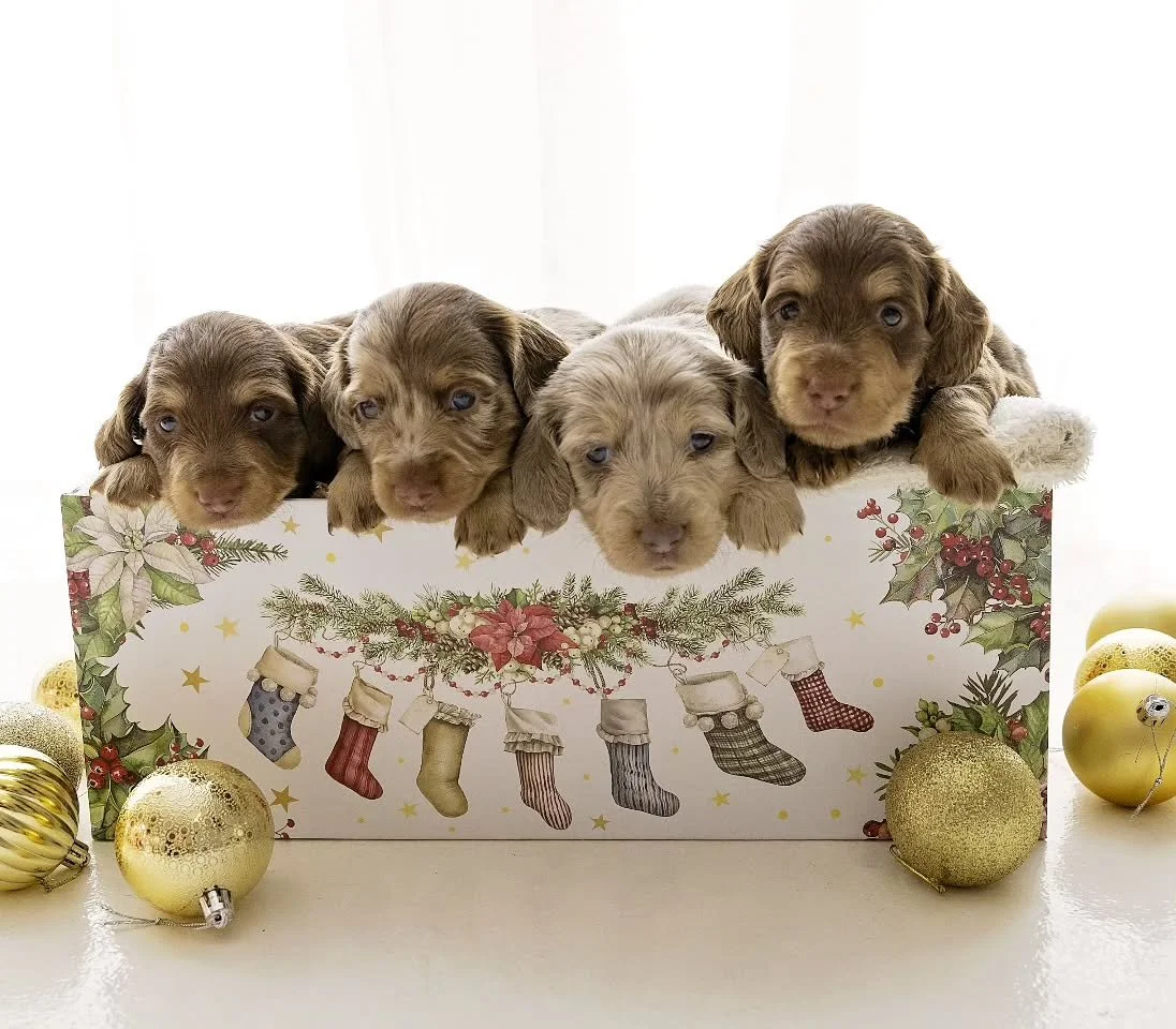 Happy holidays everyone!

Ava's puppies are just over 4 weeks.
They are very playful and extremely vocal 
💙💕💕💕

#longhaireddachshund 
#chocolate ##cream #dapple 
#mistymeadows