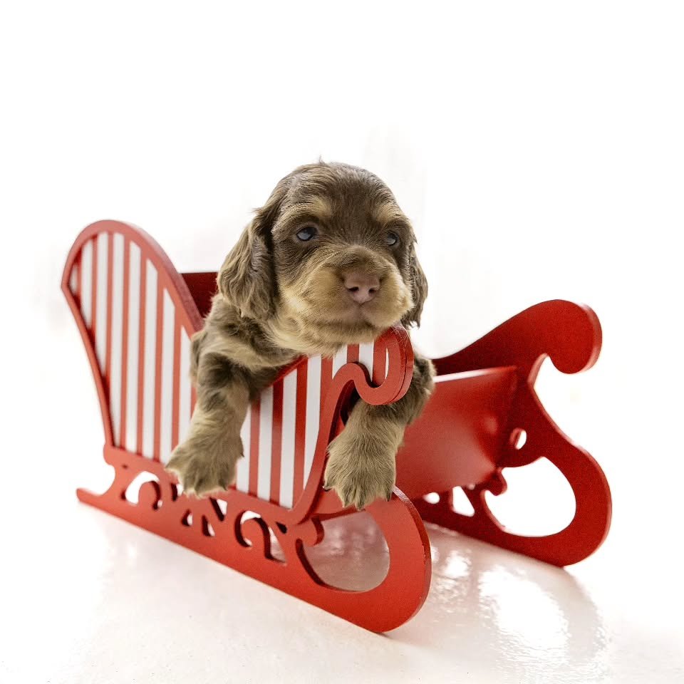 Cocoa 💙 is looking for his perfect family .
He is our last available puppy for 2025.
He will be available on the 20th January.

Cocoa is a chocolate cream!💙

If you would like to snap him up 
Pm us for details or you can visit our websites 🐶🏡

#c