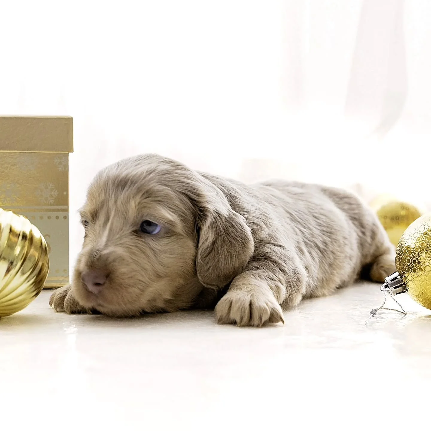 Ava x Zeus stunning Isabella cream dapple girl !  Isn't she just a Doll ? 

She has been spoken for 💓