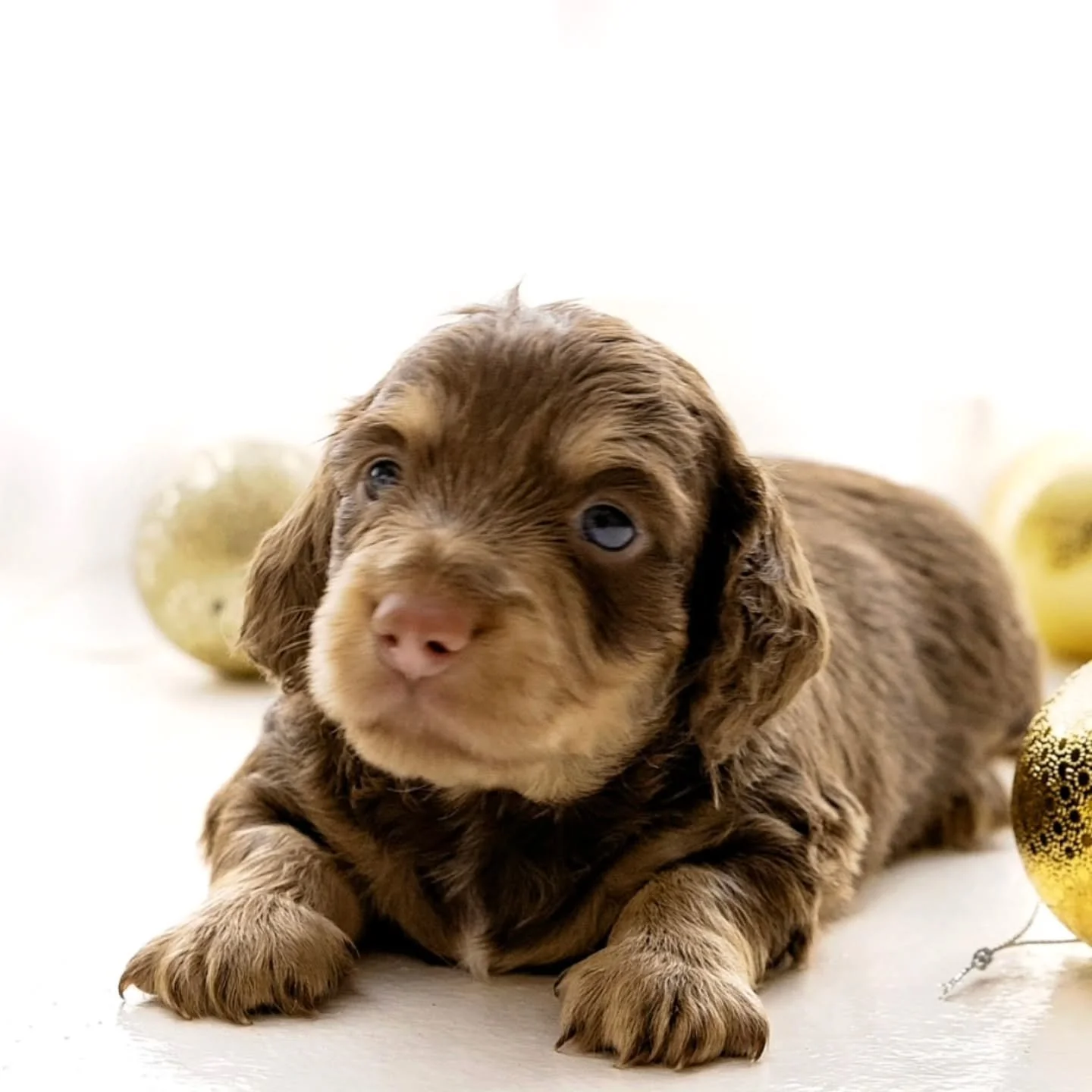 Cocoa is looking for his perfect family. 

He is currently just over 5 weeks and will be available on the 20th January. 

Beautiful sweet boy 💙
Gorgeous coat 👀
Gorgeous wavy ears 🐶
Perfect nature 🏡

If you have the perfect home pm or you can visi