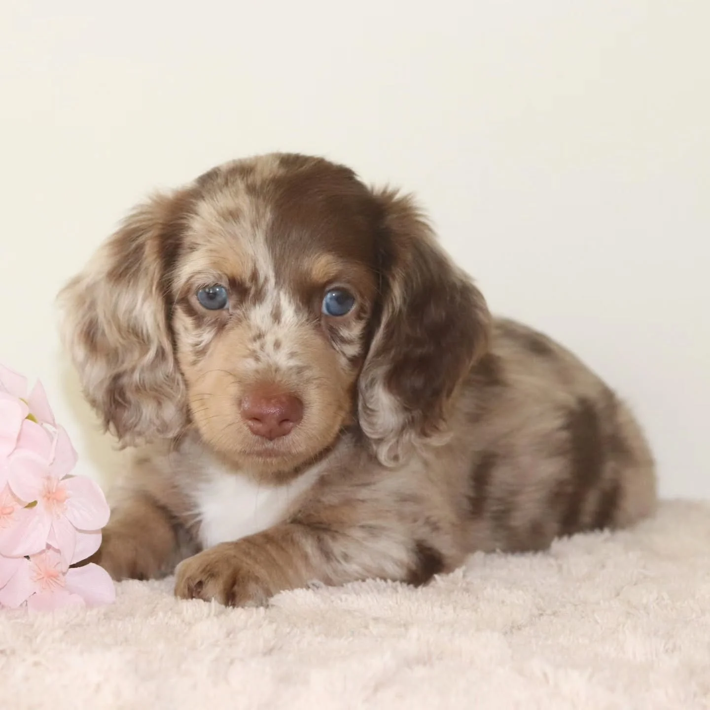 Meeka now at 7 weeks!
She is a delight with her outgoing personality 💖 NFS 

#chocolatecreamdapple 
#dachshund #longhaireddachshund 
#puppy