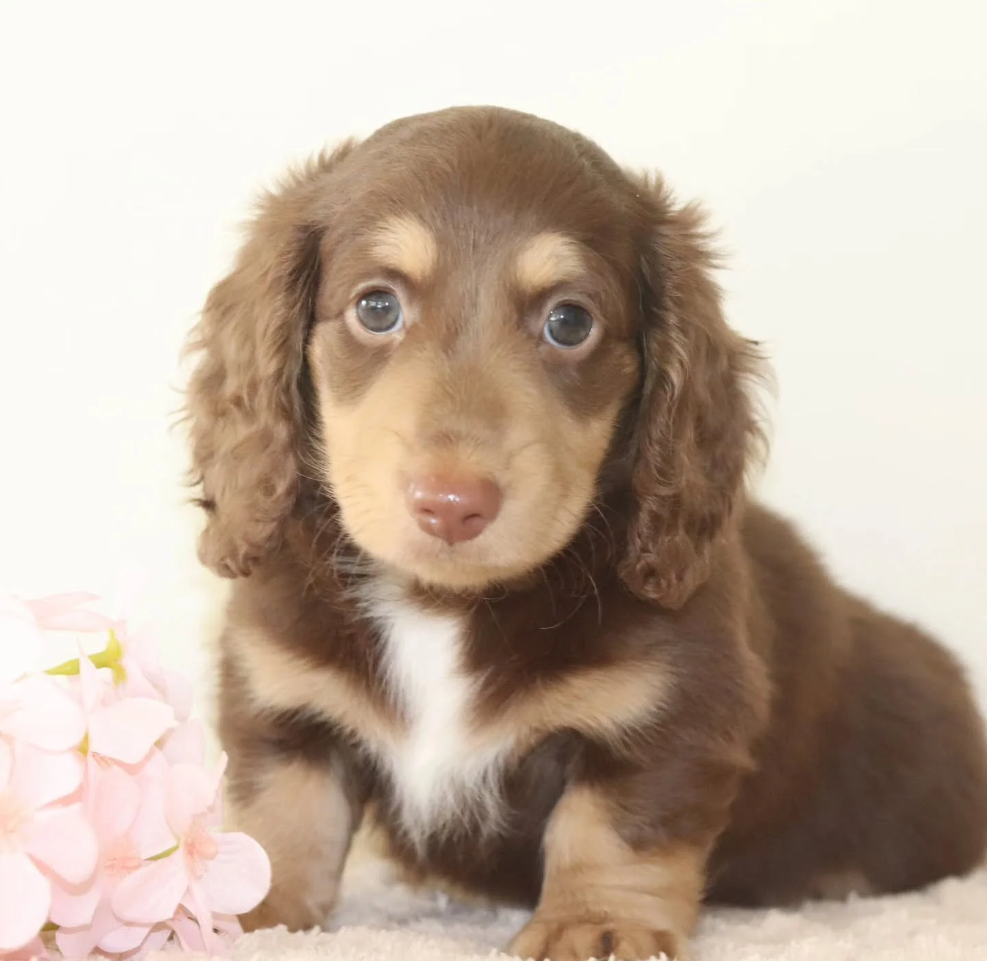 This gorgeous girl will be staying here with us at Misty Meadows!

I cant stop giving her cuddles.
She is so soft and chunky and at 7 weeks has the most sweetest personality 💓 
Absolutely love love 🌸

#puppylove 
#chocolate #cream 
#longhaired 
#Da