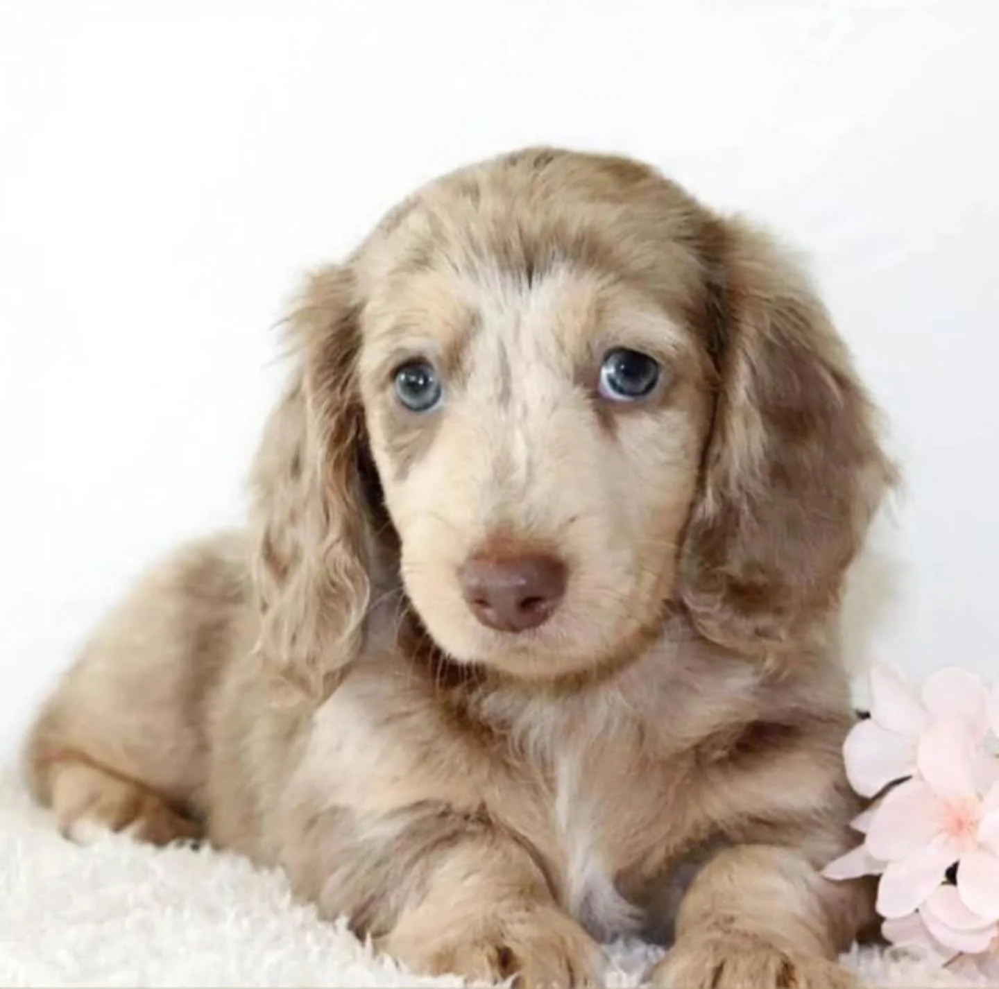 Very proud of our very first Isabella &amp; cream dapple 🌸 She is definitely a stunner. Her coat is amazing and her sweet personality just tops her all off 💖💕

Hopefully more to come in the future here at Misty Meadows 🐶

#Isabella #creamdapple 
