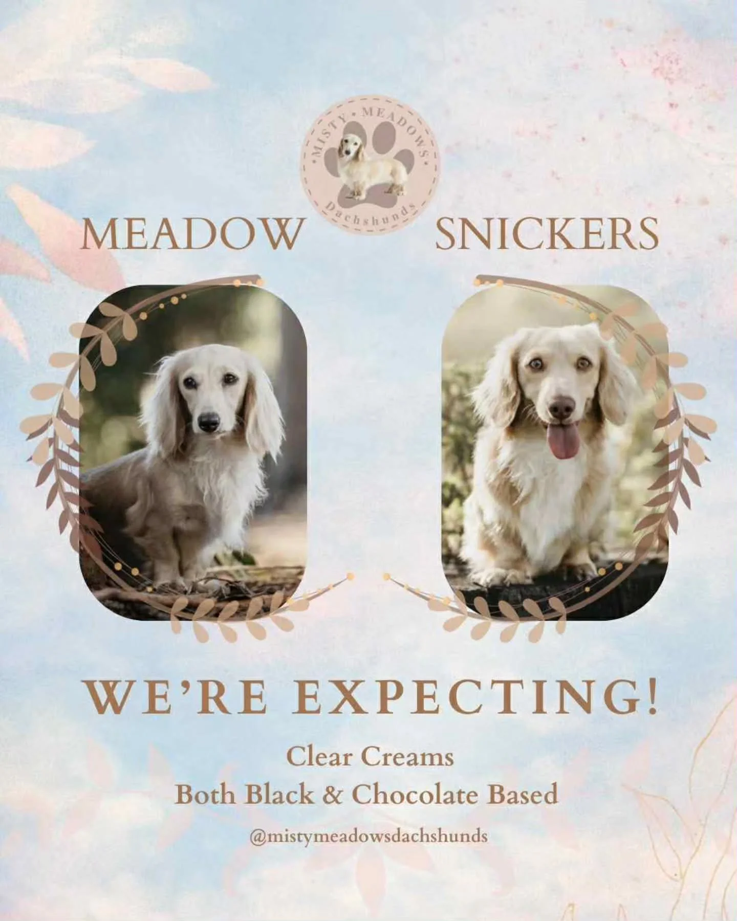 Our first litter due for 2026!
Exciting litter coming up!
Meadow x Snickers 🐶
Due the 1st March 

Expecting clear creams in black &amp; chocolate based.
Last pairing they produced us outstanding puppies. Both parents are from imported bloodlines. Me