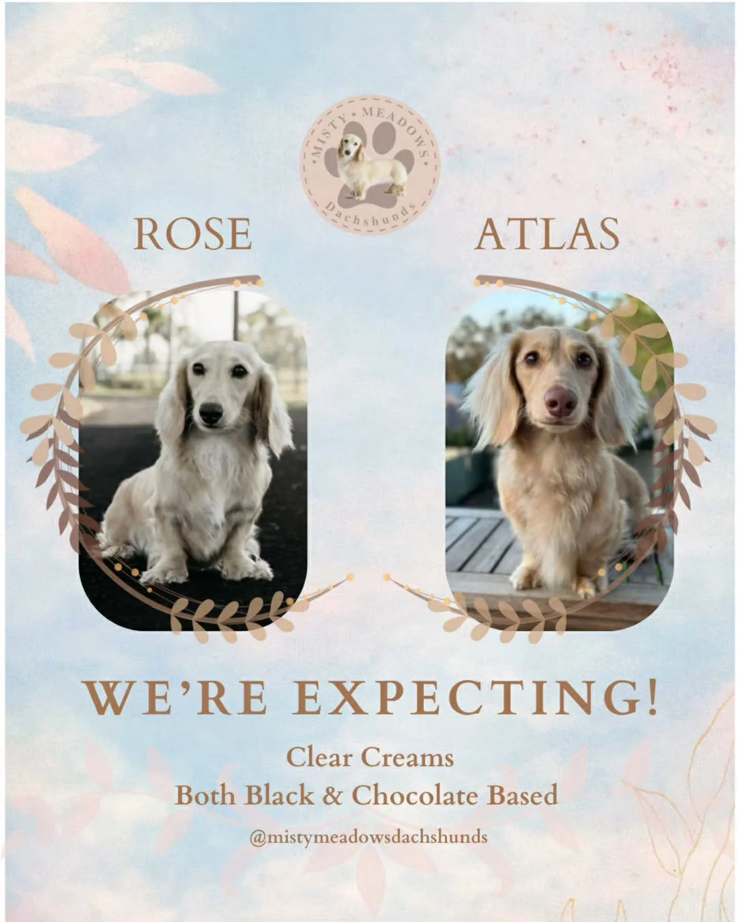 Can't wait for this litter!🎊
Due the 3rd March!🐶

This will be Rose first litter and she is just perfect in every way . Rose is from imported ankc lines.  We have paired her to the handsome boy Atlas.
Thanks to Kai @kr.mini.dachshunds for letting u
