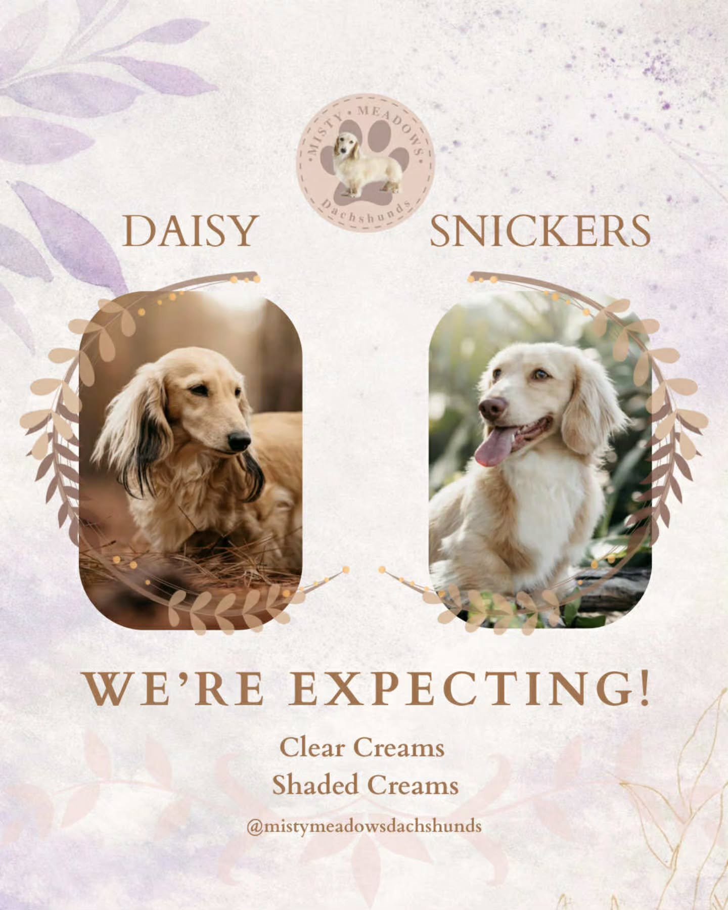 First time pairing Daisy x Snickers!
Due 4th March!🎊

Both parents are from imported bloodlines. 
Daisy ankc lines. Beautiful soft temperaments, gorgeous coats. 
These puppies are going to be full of fluff🐶

Expecting clear creams and shaded creams