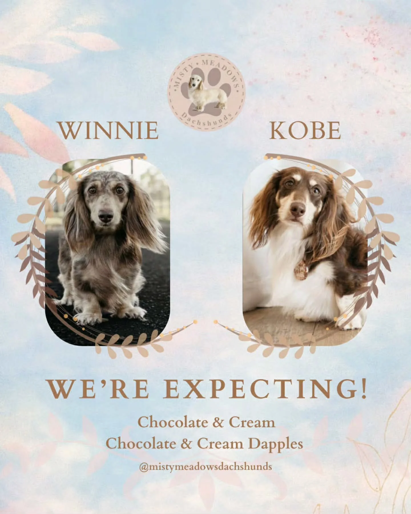 This is a repeat litter and we couldn&rsquo;t be more excited!😲
Due the 8th March 🐶

Our last litter was so perfect i wanted to keep them all. 
Both Winnie x Kobe have it all, stunning looks , luscious coats and the most important , their temperame