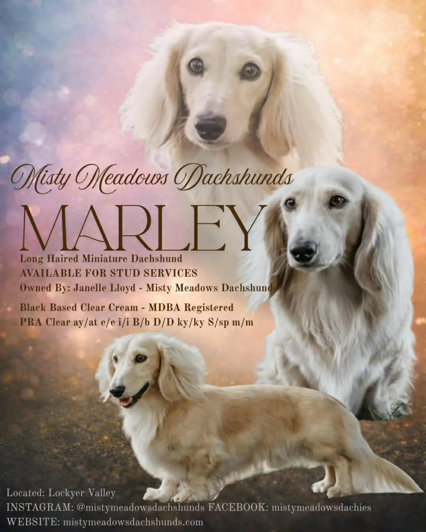 Just showing off our new stud posters!
Thanks to Monika @sonderlanca.studio 

Our most sweetest, stunning boy Marley💙
Everyone that meets him always comments  how beautiful his gentle nature is.
He is truly quality at its best!

We love you Marley ❤