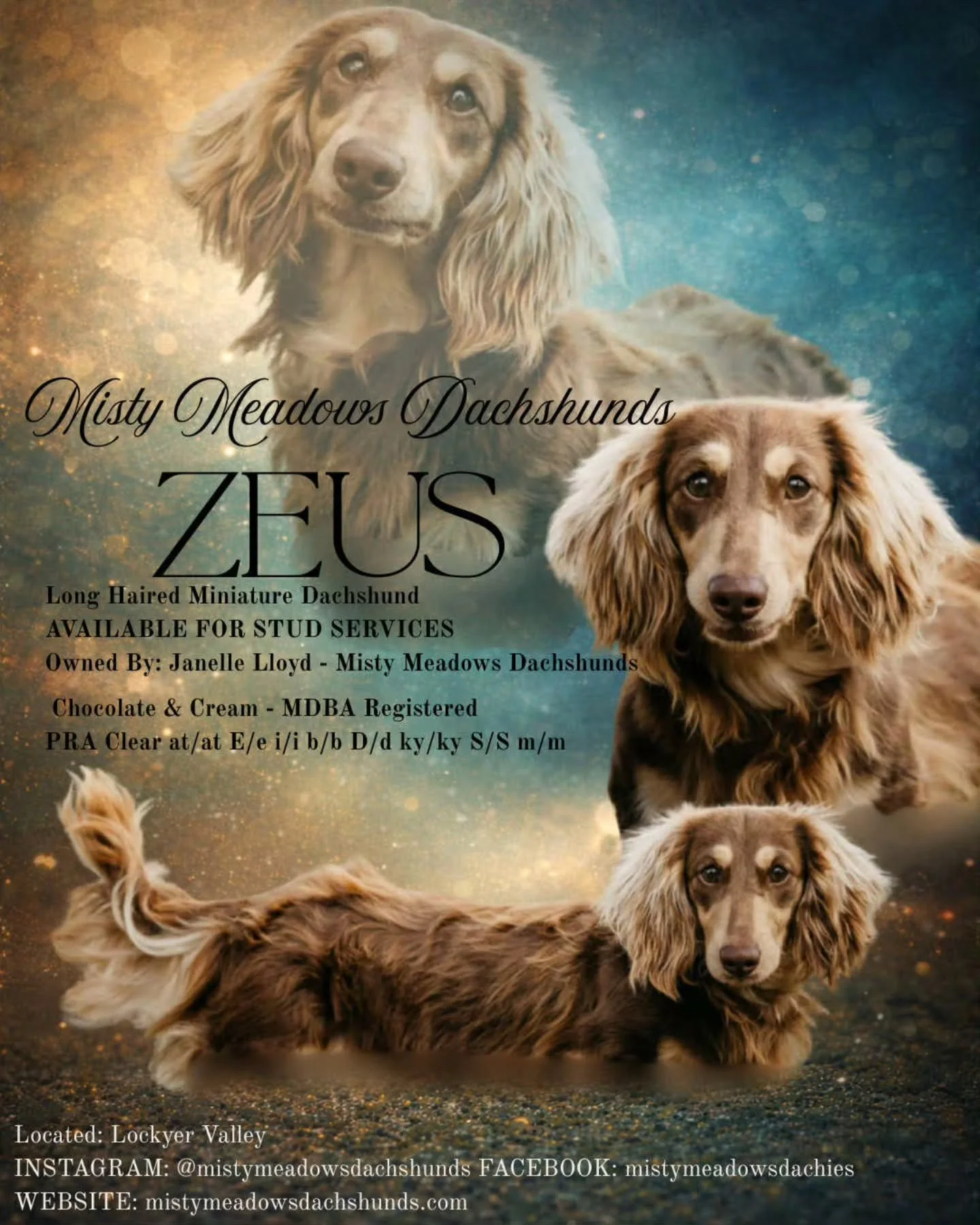 Its time, to now show off our new stud poster for Zeus!

Everyone now knows who he is.
Now at 14 months old, he is definitely a stand out from the crowd .

If you are looking for a quality stud.
Zeus is the man !

Thanks to Moniks @sonderlanca.studio