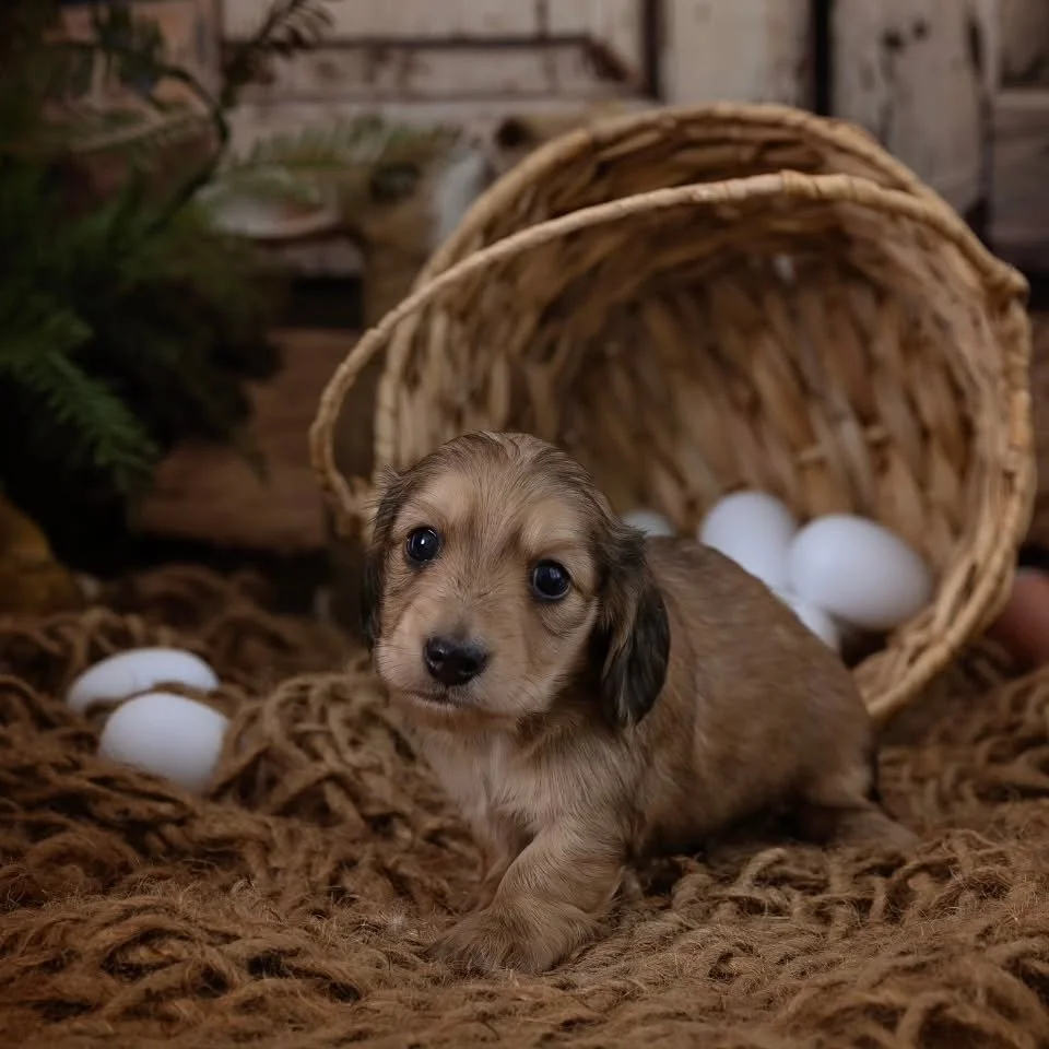 Biscuit is AVAILABLE! 🐶
He is from Daisy's x Snickers litter.
Biscuit is a shaded cream boy and ready to go on the 26th April . He will lighten up to a lovely cream colour just like his Mum.
He has the most sweetest nature, loves to play, and loves 