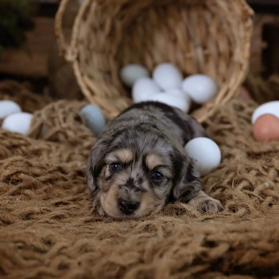 This stunning puppy Sparkles has now become AVAILABLE! 🐶🏡
Sparkles is a silver and cream dapple boy and is ready to go on the 29th April .

If you have the perfect home for Sparkles you can pm for more details ✨️