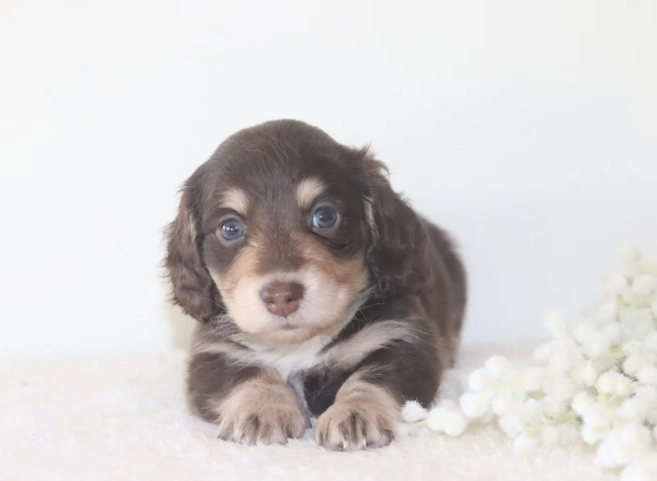 Little Oak is still searching for his forever home 🌿
Just as precious and full of love, he&rsquo;s patiently waiting for his perfect family to come along 😍