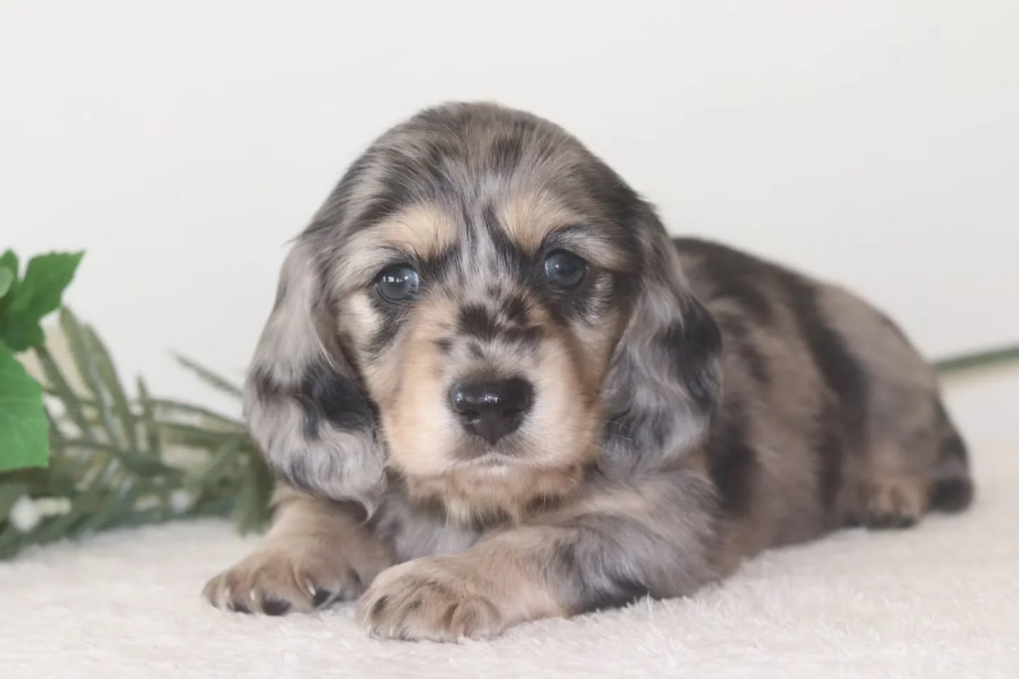 Sweet little Sparkle has officially found his forever home 🐾🩵
With his gorgeous colouring and the softest, most dreamy little face, it&rsquo;s impossible not to fall in love with him. He&rsquo;s as sweet as they come , gentle, affectionate, and ful