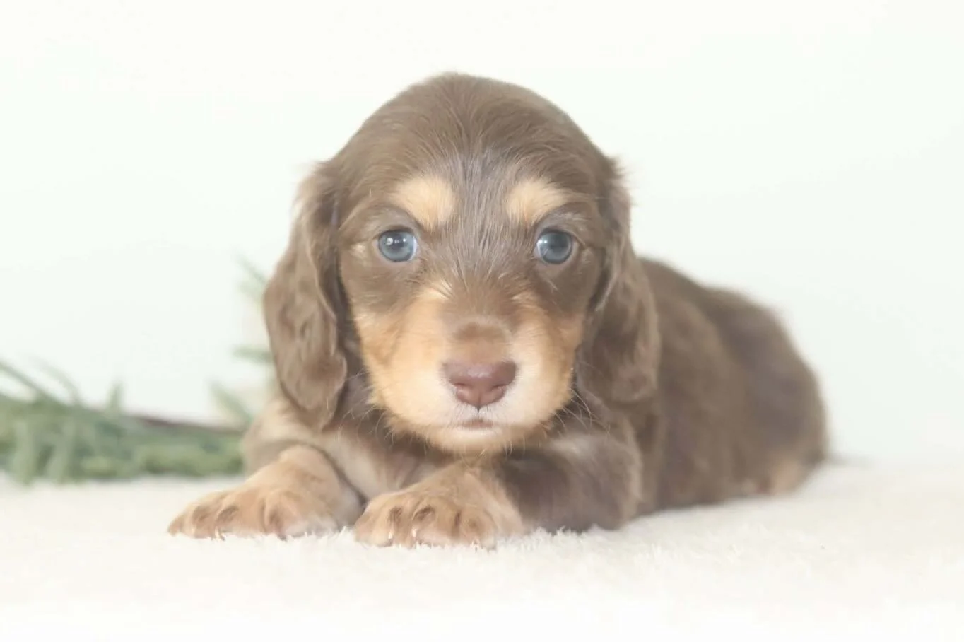 Beautiful mocha🧸how sweet is this little boy😍?