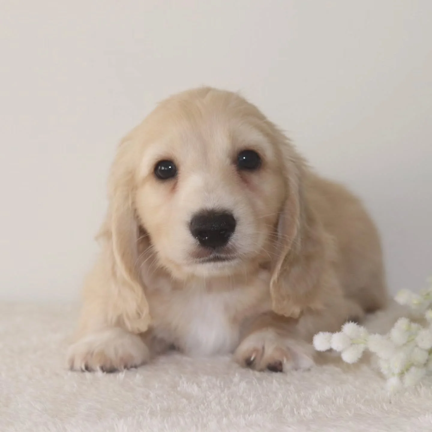 Casper - available and looking absolutely stunning ! He is ready to go 26th April.
Crate trained. 
Casper is a clear cream from imported lines 

Pm for more details or you can visit one of our websites x