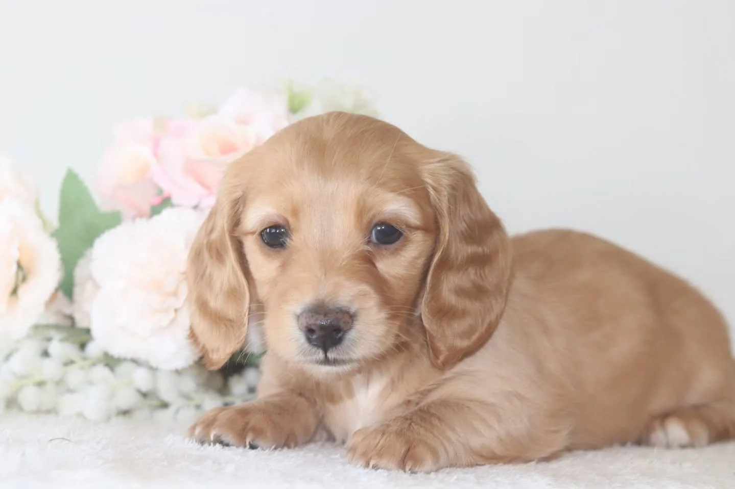 Meet Hazel 🩷🎂🌸

Our sweet little girl is ready to find her forever home! Hazel is playful, cuddly, and full of personality ,  she loves belly rubs, zoomies, and being the center of attention.

If you think Hazel might be the perfect addition to yo