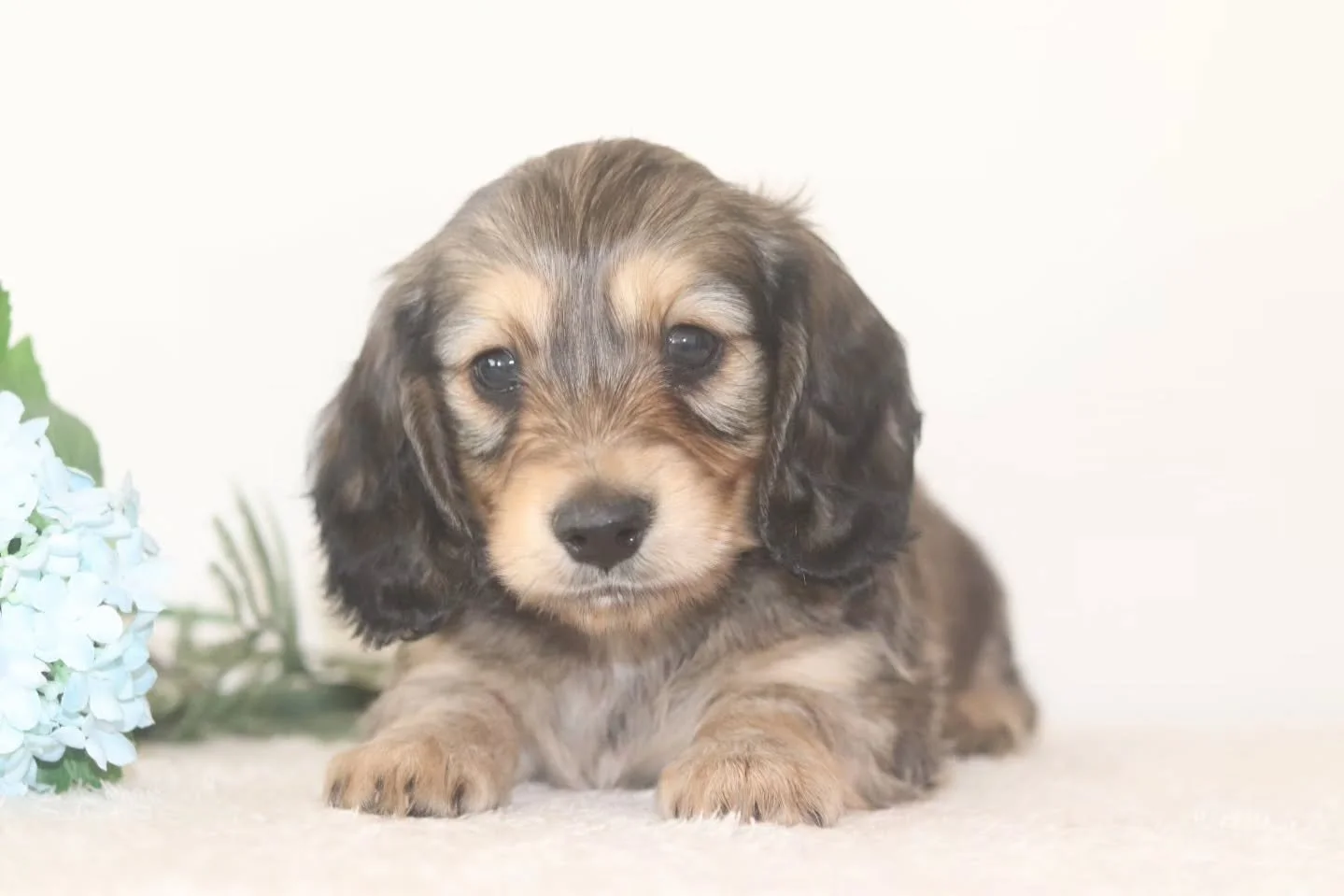 Meet Toffee 🩷🐻✨

This little boy is as fluffy as a teddy bear and just as cuddly 🥹💗 With his soft coat and sweet nature, Toffee is the kind of puppy you&rsquo;ll never want to put down.

He loves snuggles, gentle playtime, and being right by your