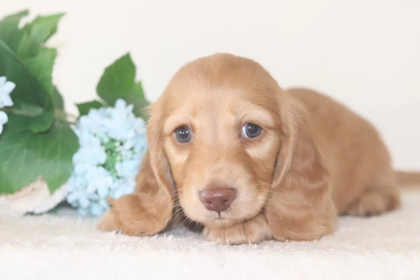 Meet Cinnamon 🌸🩵🐶

This handsome little boy has the longest, fluffiest ears and the sweetest face to match 🥹! 

Dm for more info!