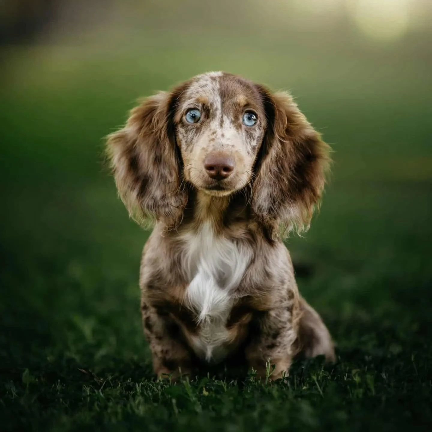 Our puppies from Ava x Zeus last litter!

Suki 🌸 stunning girl with those two blue eyes. 
@willows_weenies 
Archie 🦋 look at those long ears.
Beautiful boy.
Verance 🌸 was our very first Isabella. 
Hopefully more to come. 
Meeka 🌸 stayed here at M