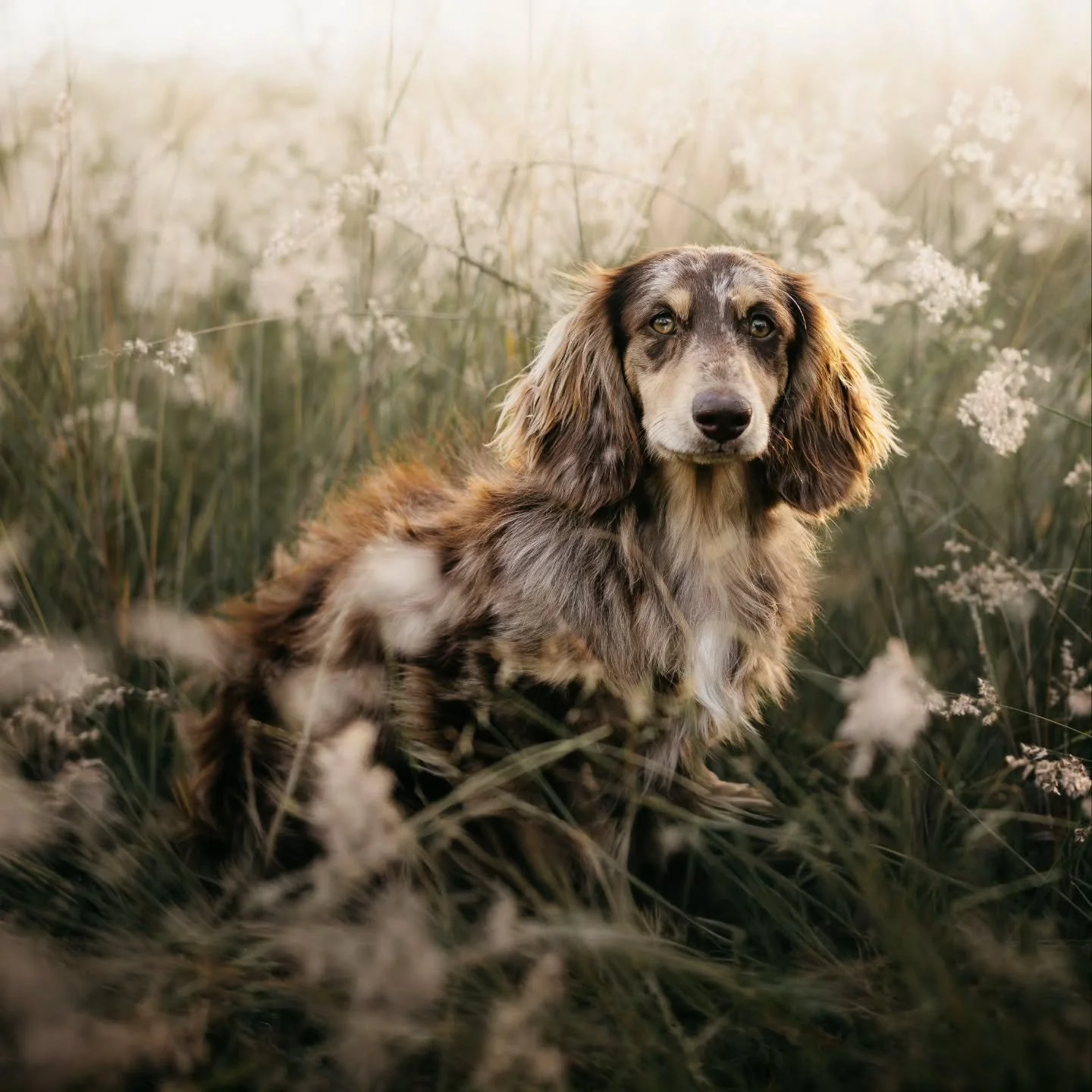 THE ONE AND ONLY!
Phoenix has that rare magical wow✨️

Phoenix is now 10 months old and truly exceptional. When a longhaired coat has that much volume,  it completely evaluates their whole presence. The richness of his chocolate paired with his perfe